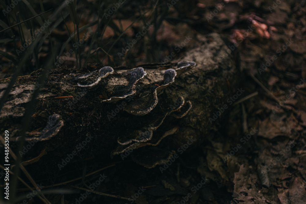 Dark wild mushrooms growing from a fallen tree branch in the woods Dark wild mushrooms growing from a fallen tree branch in the woods