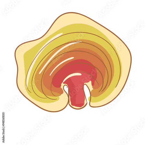 Hand Drawn Reishi Mushrooms