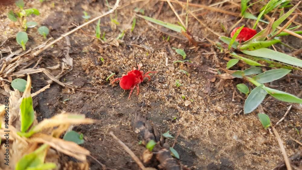 Red Insect During Rains Trombidiidae bugs. Its other names red velvet mites, true velvet mites ...