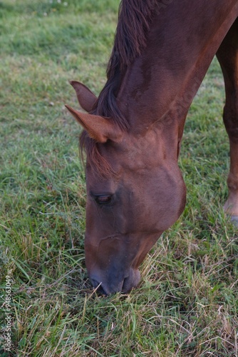 Summer day with horses in a field of grass