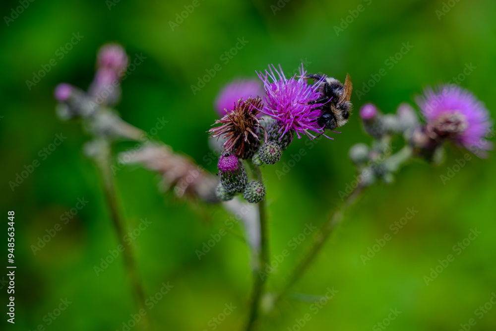 Eine Hummel sitzt auf einer lila Distelblüte Eine Hummel sitzt auf einer lila Distelblüte