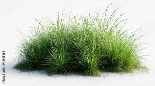 Natural fine hair grass, flourishing in a cool climate, isolated on a transparent background, perfect for adding texture to outdoor designs