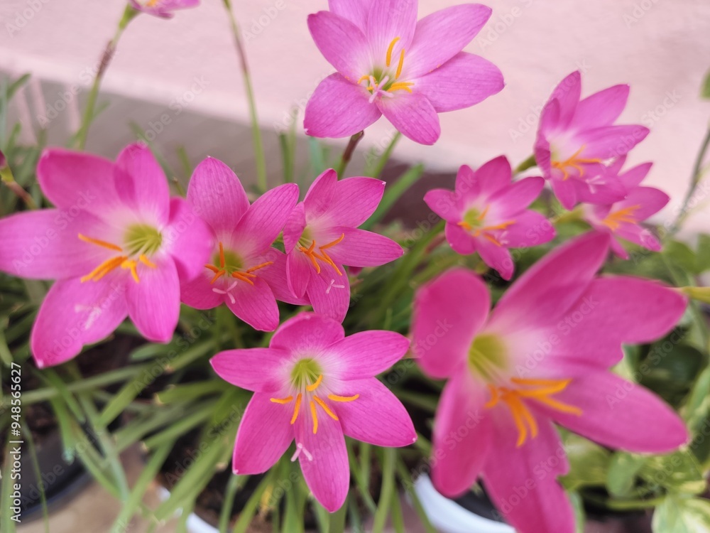 pink flowers in the garden background. pink flowers in the garden background.