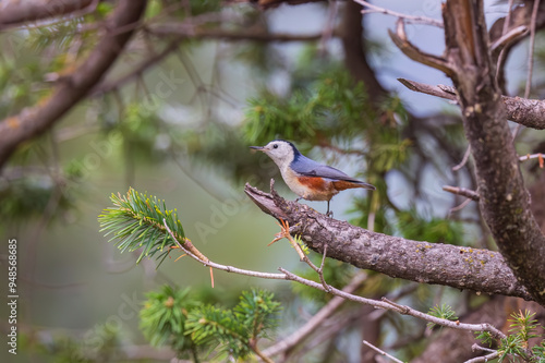 White-cheeked nuthatch (Sitta leucopsis) at Sinthan Top, Jammu  Kashmir UT photo