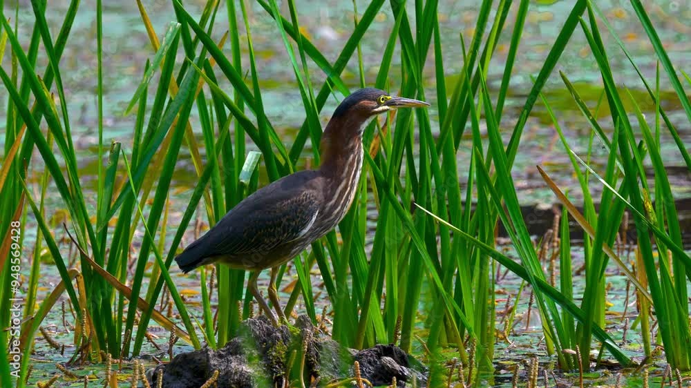 Green Herons this summer at Cole Park Lake in Harpursville NY. Summer brings these hungry bird to the shallows looking for fish and other food. Green Herons this summer at Cole Park Lake in Harpursville NY. Summer brings these hungry bird to the shallows looking for fish and other food.