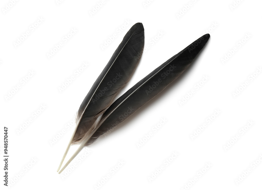 Beautiful black bird feathers isolated on white, top view Beautiful black bird feathers isolated on white, top view