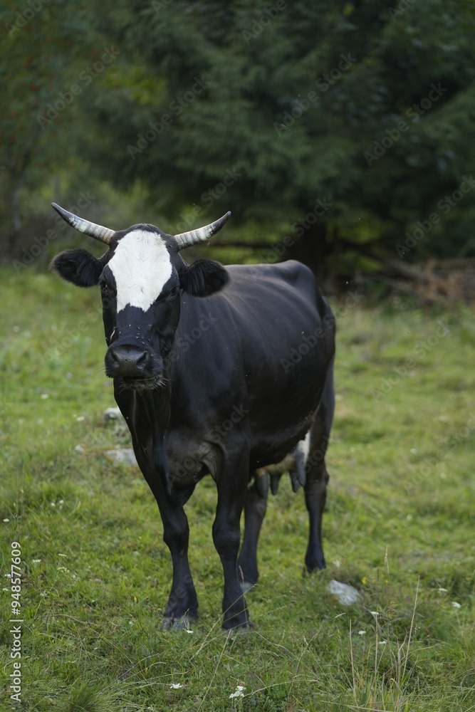 Beautiful cow grazing on green grass outdoors Beautiful cow grazing on green grass outdoors