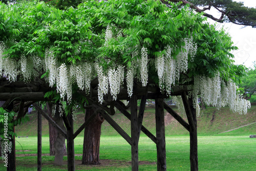 Blooming white wisteria floribunda in Hakodate