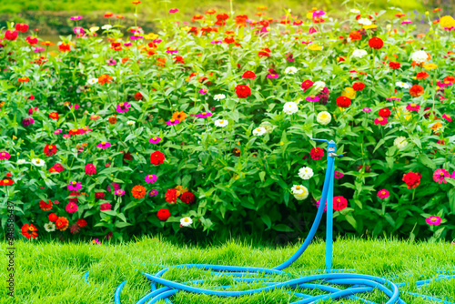 Foto Blue garden outdoor tap with blue hose pipe attached in organic Gerbera or Barberton daisy farm