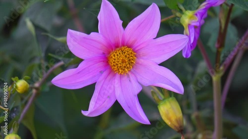 Dahlia Sorensenii. Single dahlias have blooms with a single outer ring of florets, which may overlap, the centre forming a disc. photo