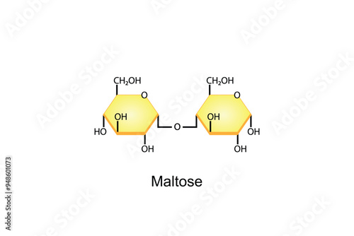 Maltose Disaccharide Molecule. Glucose Sugar units. Scientific Diagram. Vector Illustration.