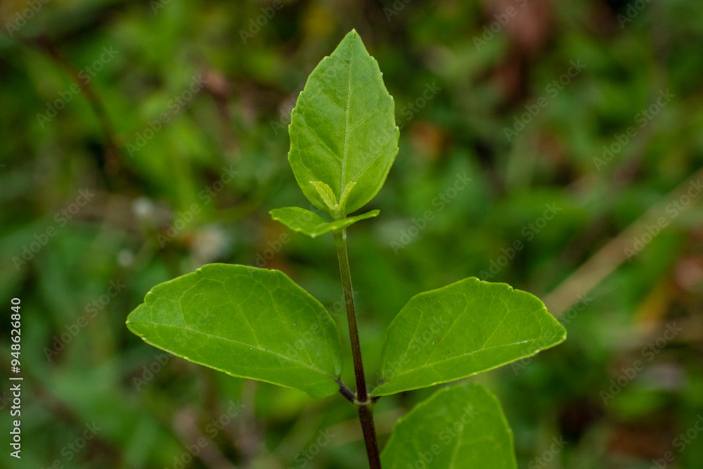 Green leaves of a tree Green leaves of a tree
