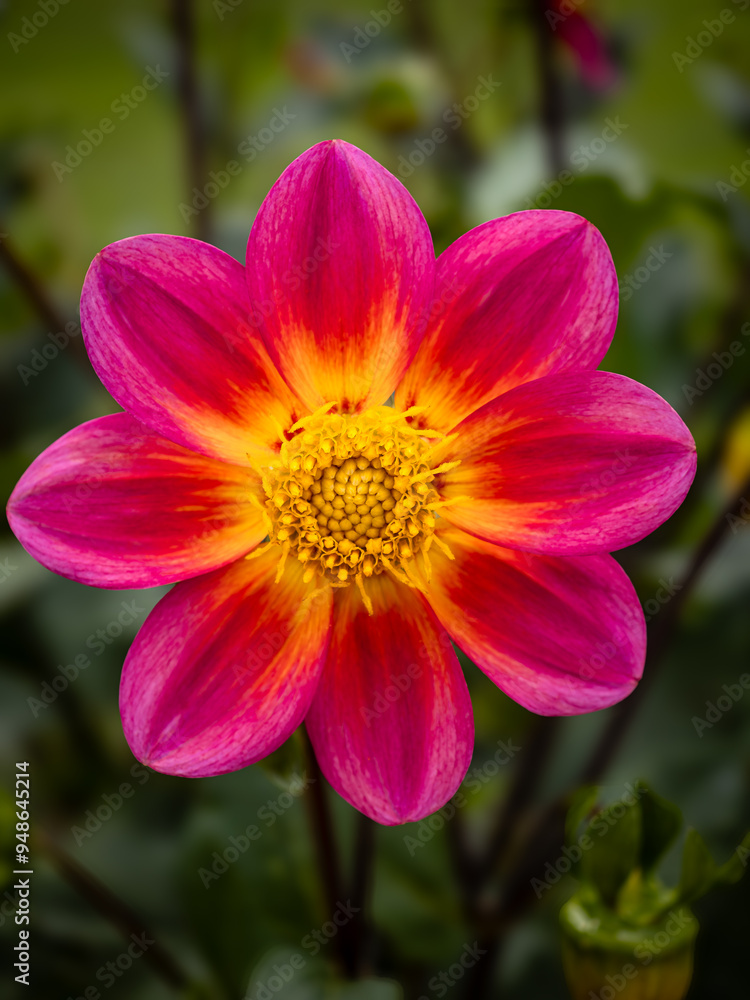 red and yellow flower red and yellow flower