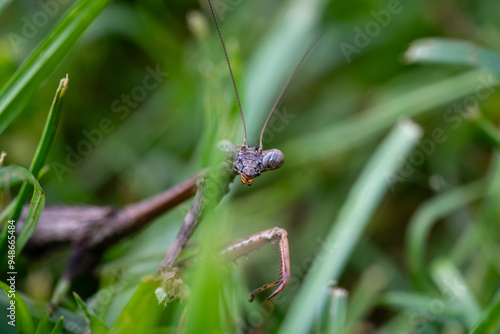 praying mantis in the grass