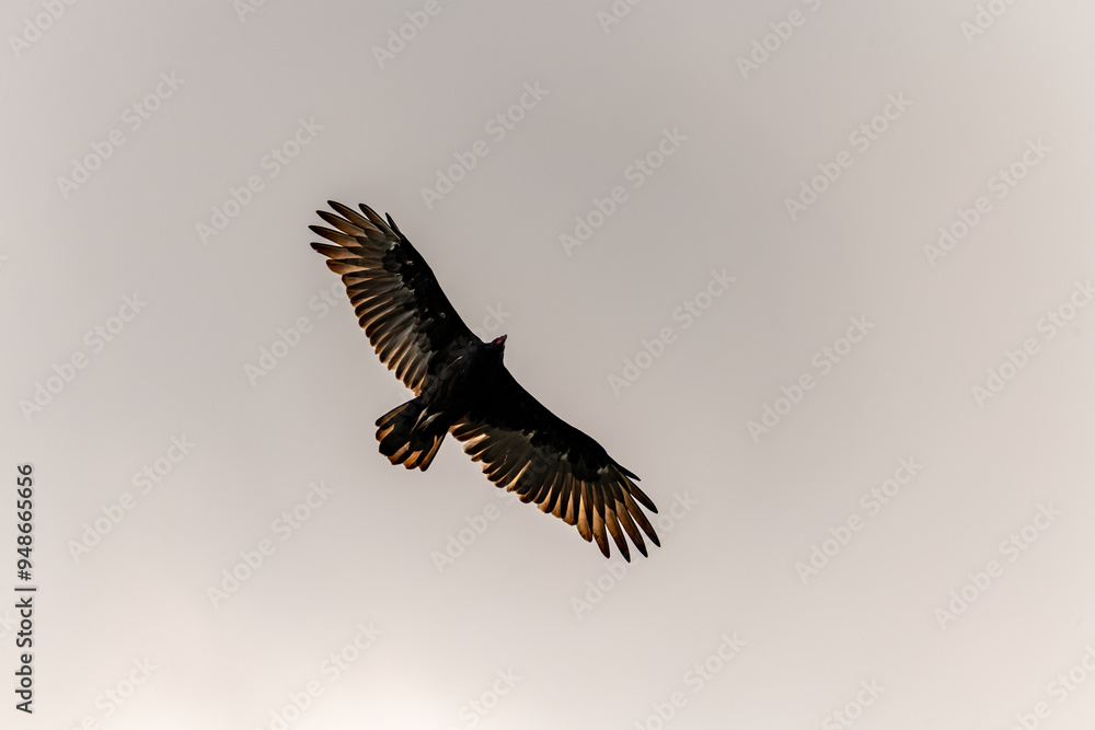 Obraz premium turkey vulture 