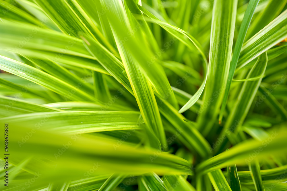 vibrant green spider plants in a small garden vibrant green spider plants in a small garden