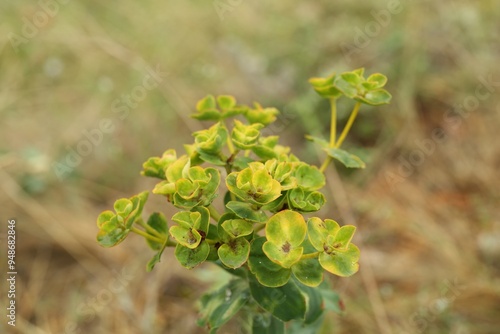 Beautiful green euphorbia plant growing outdoors, closeup