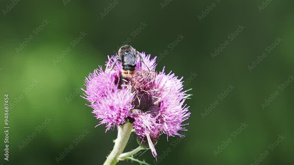 Wild bee feeding on purple flowers of plume thistle plant on a meadow in summer
