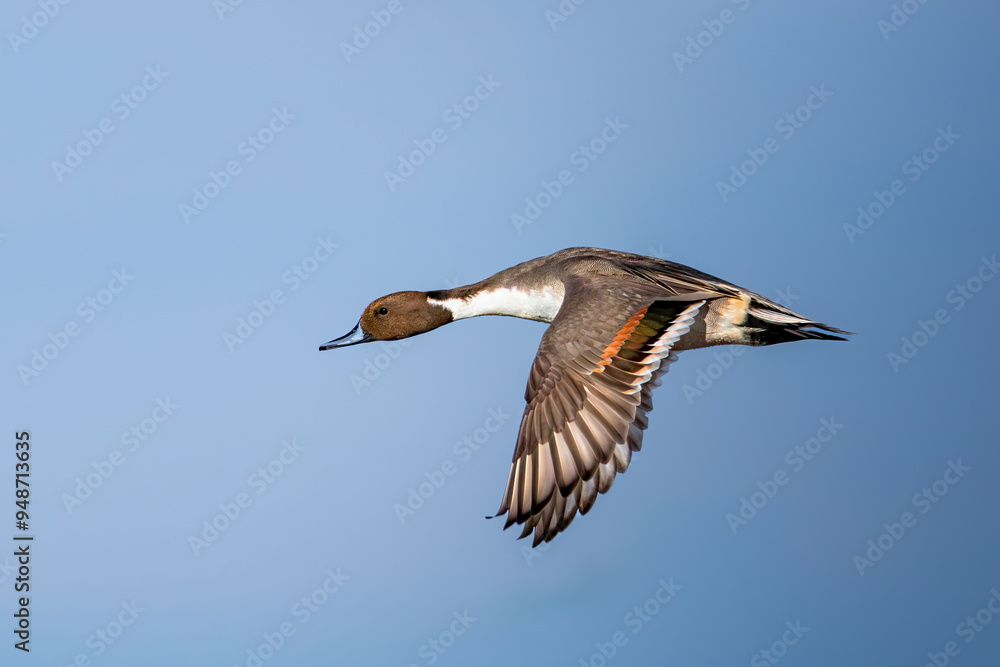 Obraz premium Northern Pintail Drake flying and showing its wings