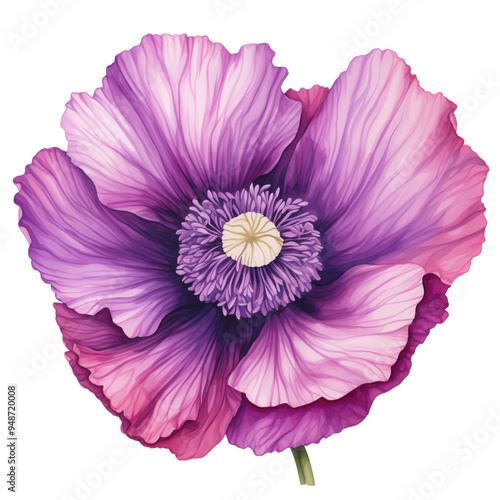 Poppy flower, watercolor, transparent background, PNG, clipart, transparency, plant, botanical illustration