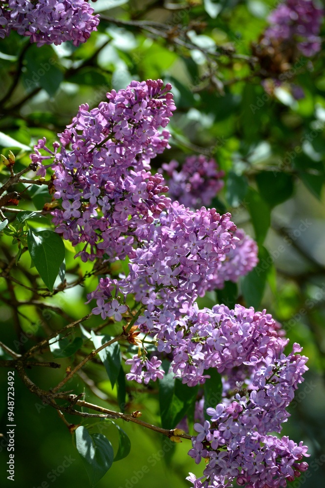 Obraz premium purple lilac in spring
