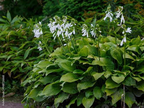 Hosta plantaginea or August-lily white flower blooming in garden.Beautiful Hosta leaves background. Hosta - an ornamental plant for landscaping photo