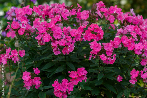 Beautiful pink phlox paniculata blooms in the garden. The bright pink flowers of the paniculate phlox in garden photo