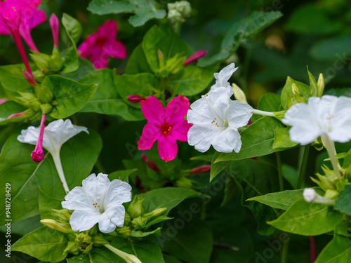 Night Beauty ( Mirabilis jalapa ) is a popular ornamental plant photo