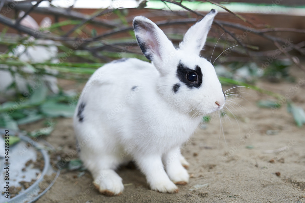 Close-up of a white rabbit with a black eye sitting behind a fence in an open-air enclosure at the zoo. A rabbit with space to copy. High quality photo Close-up of a white rabbit with a black eye sitting behind a fence in an open-air enclosure at the zoo. A rabbit with space to copy. High quality photo