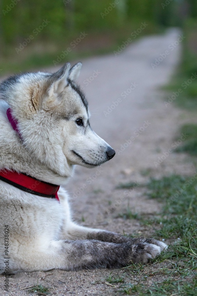 Right profile of a Siberian Husky lying across a dirt road in the forest, in the background the road is blurred, the effect of the sides, spring in the forest and park Right profile of a Siberian Husky lying across a dirt road in the forest, in the background the road is blurred, the effect of the sides, spring in the forest and park