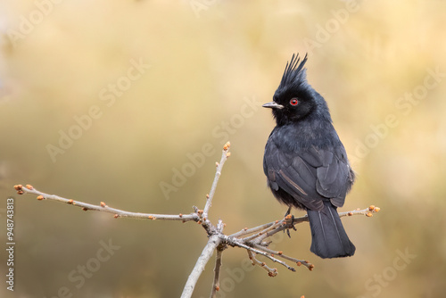 Phainopepla photo