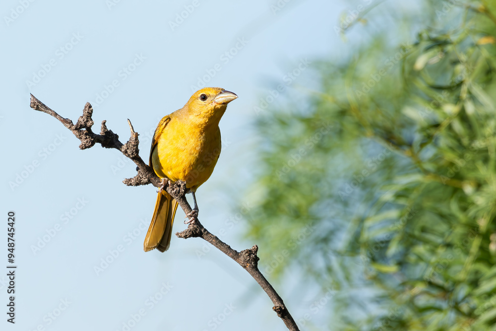 Obraz premium Female Summer Tanager