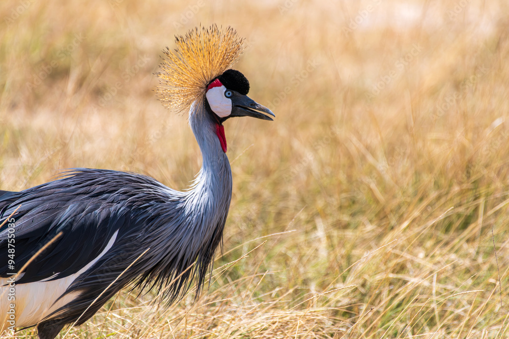 Fototapeta premium Gray crowned crane walking through grass 