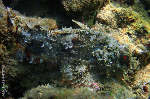 Devil scorpion-fish (Scorpaenopsis diabolus) inhabits coral reefs of the Red ...