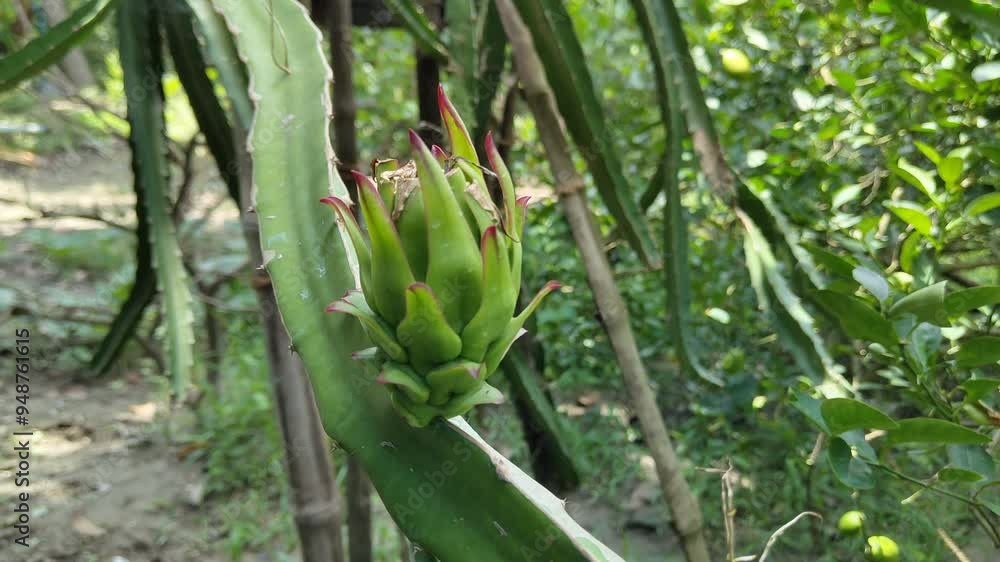 Focus of dragon fruit plant in the garden Focus of dragon fruit plant in the garden