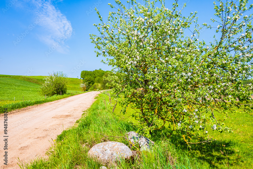 Rural road and tree blooming in spring season on green meadow, Suwalski Landscape Park, Podlasie, Poland