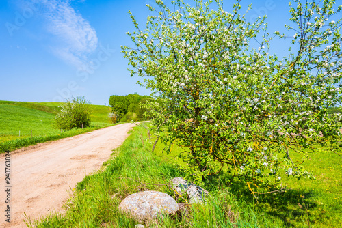 Obraz na płótnie Rural road and tree blooming in spring season on green meadow, Suwalski Landscape Park, Podlasie, Poland w salonie
