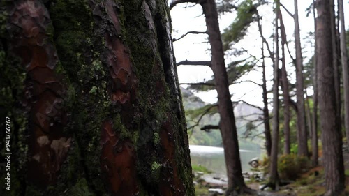 Pull focus between trees beside misty lake. Glendalough, Wicklow, Ireland