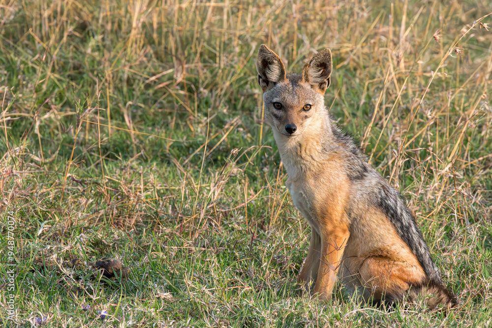 a lone black-backed jackal sitting in the grass a lone black-backed jackal sitting in the grass