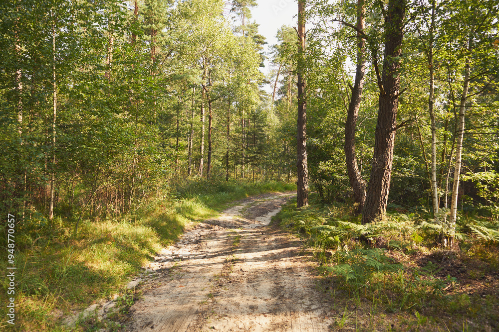 Fototapeta premium leśna droga 