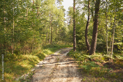 leśna droga  photo