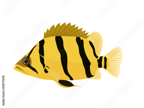 Coius microlepis on a white background.
