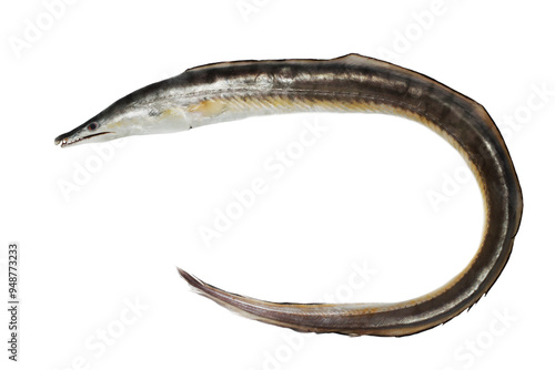 common pike conger or pike eel (Muraenesox bagio)