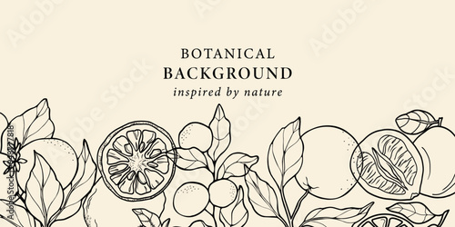 Hand drawn citrus fruits background. Lemon, bitter orange, yuzu, pomelo, clementine, mandarin