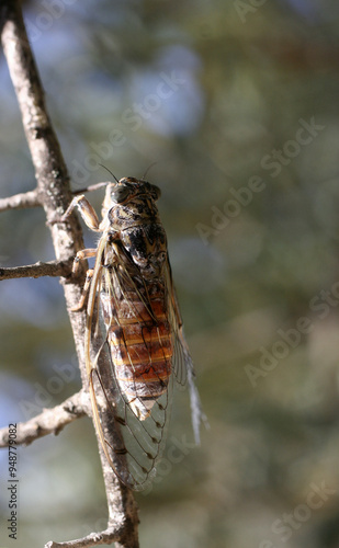 une cigale sur la branche photo