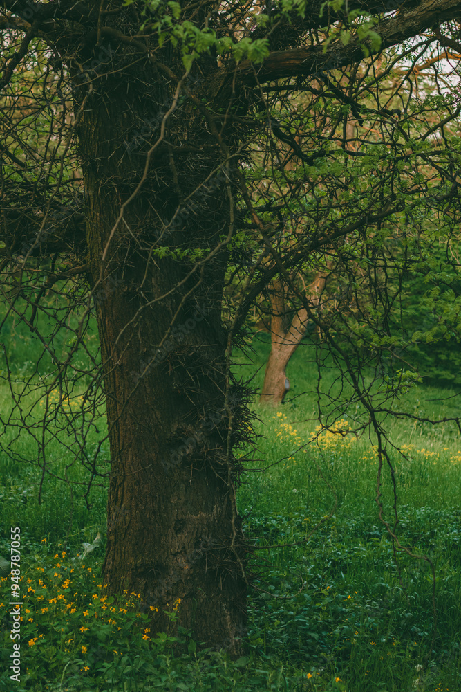 Close-up of a thorny acacia tree against a background of trees and green grass. Small yellow flowers bloom at the foot of a large tree. Beautiful painting in the botanical garden.
