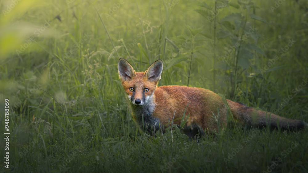 Obraz premium red fox in the wild