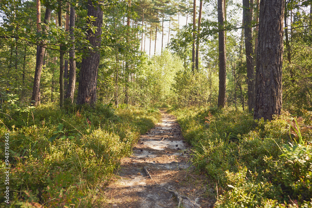 Obraz premium leśna ścieżka 