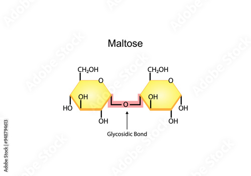 Maltose Disaccharide Molecule. Glucose Sugar units. Scientific Diagram. Vector Illustration.	