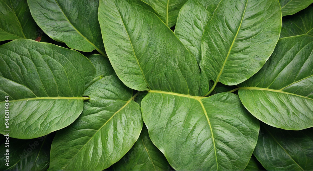 green leaf texture green leaf texture